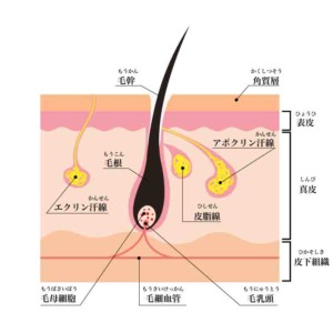 毛穴と分泌腺
